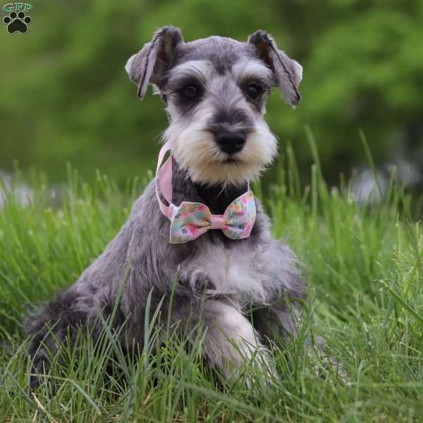 Claire, Miniature Schnauzer Puppy